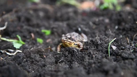 Small brown frog resting on dark, wet soil, blending seamlessly into its natural Stock Footage 335269470