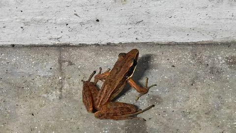 Small Brown Frog Resting on a Stone Floor Surface Near a White Wall Stockfoto's