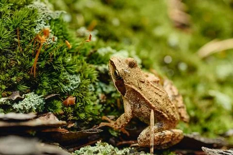 Small Brown Frog Sitting on Green Moss in Forest Nature Stock Photos