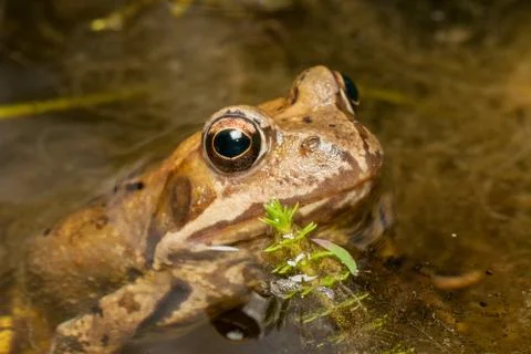 Small brown frog in water Stock Photos