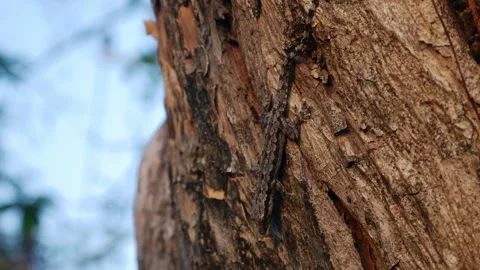 Small brown gecko lizard camouflaged on rough tree Stock Footage 328629469