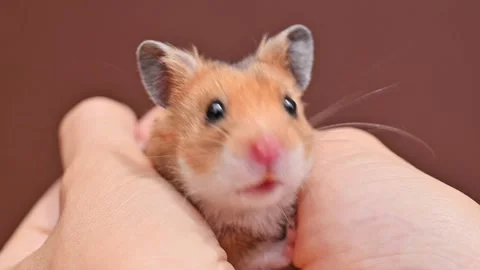 Small brown ginger fluffy hamster in female hands. Pet, mammal, rodent, Syrian Видео 197004297
