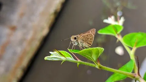 Small brown grass skipper resting on vibrant foliage Stock Photos