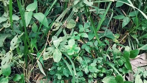 Small brown grasshopper in the grass Video stock 276681768