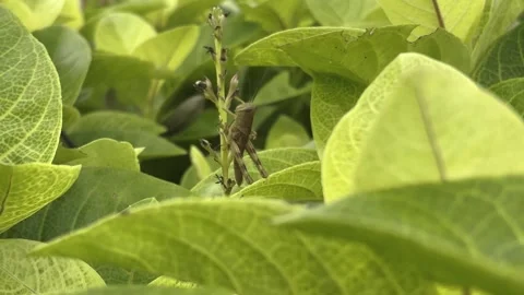Small Brown Grasshopper Hiding Among Bright Green Leaves Stock Footage 318700124