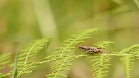 A small brown grasshopper resting on an eagle fern frond 스톡 사진