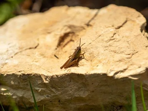 Small Brown Grasshopper Sunbathing on a Light-Colored Stone Stock Photos