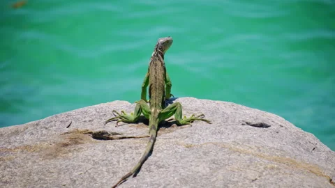 Small brown green lizard sunbathing on a rock on the sea shore Stock Footage 316285296