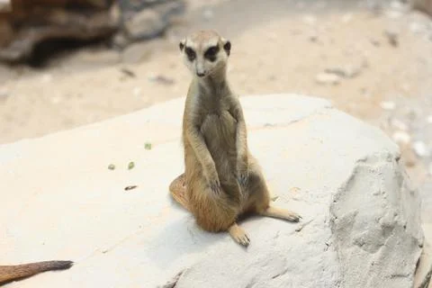 Small brown ground squirrel sits upright on a light rock in a sandy desert se Stock Photos
