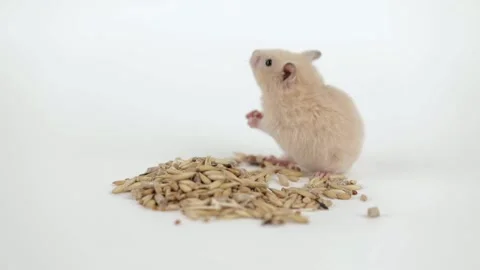 A small brown hamster eats grains on a light background Video stock 235583245
