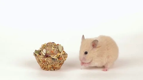 A small brown hamster eats grains on a light background Stock Footage 235653134