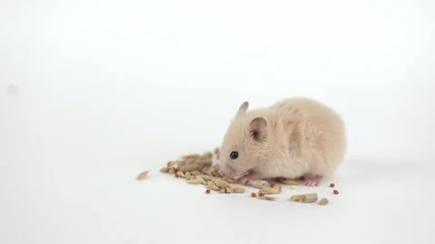 A small brown hamster eats grains on a light background Stock Footage 236348813
