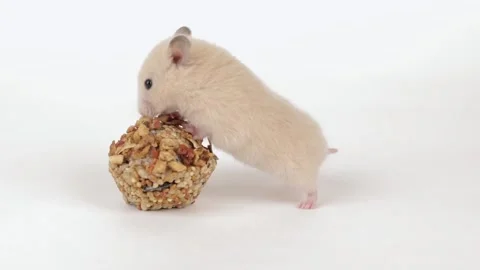 A small brown hamster eats grains on a light background Video stock 236906832
