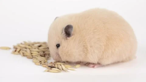 A small brown hamster eats grains on a light background 動画素材 240601838