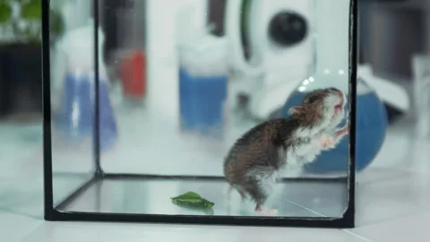 Small brown hamster moving inside glass container in laboratory Video stock 340985602
