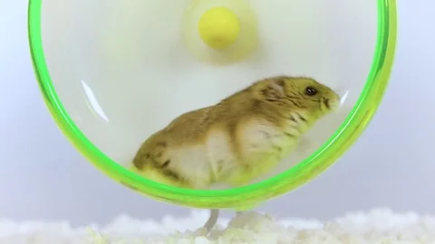 Small brown hamster running in green wheel close up Stock Footage 72750915