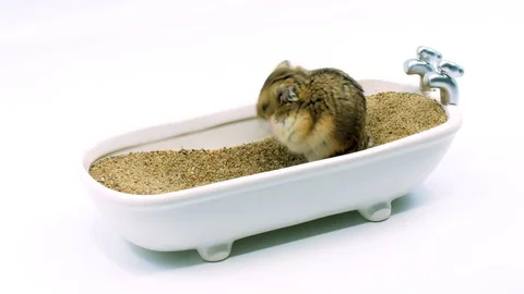Small brown hamster in sand bath - two angles Stock-Footage 85179426