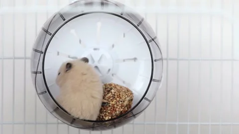 A small brown hamster stands on two legs and eats a treat Stock Footage 235583086