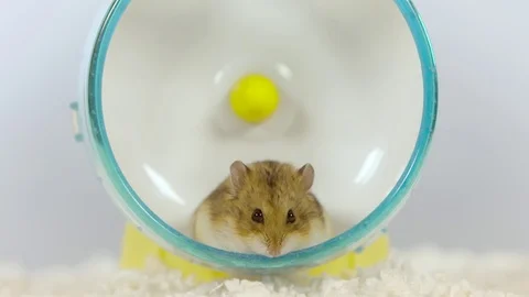 Small brown hamster takes a rest in wheel facing camera Stock Footage 72750942