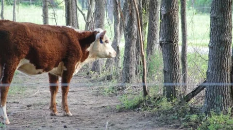Small brown heifer cow Stock Footage 8511740