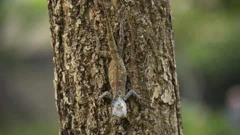 Small brown iguana lizard sitting on a tree in park or forest Video stock 95175850