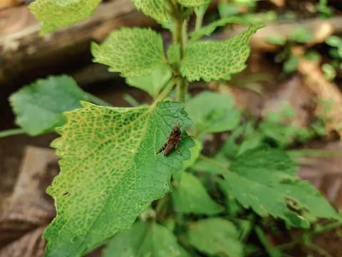 Small brown insect resting on a vibrant green leaf in nature Stock Photos