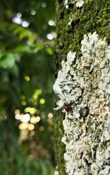 Small brown insect on a trunk covered with lichens and fungi and green moss Stock Photos