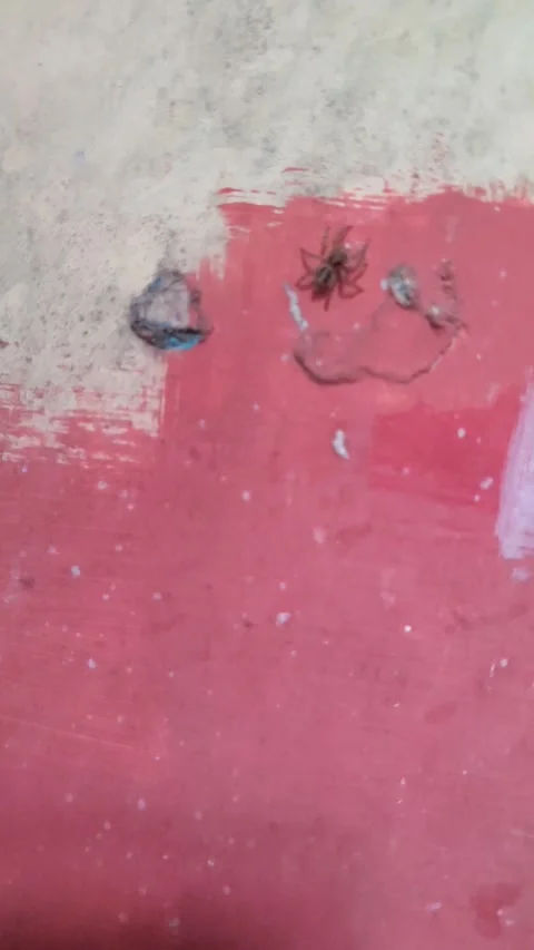 A Small brown jumping spider on a red speckled surface Stock-Footage 325149990