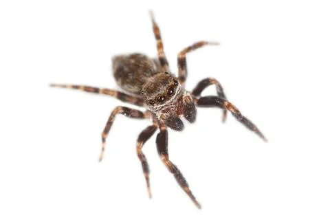 Small brown jumping spider on white background Stock Photos