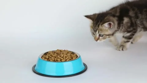 A small brown kitten approaches a cup of food Video stock 201130010