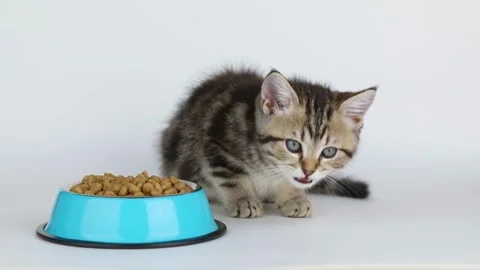 A small brown kitten eats dry food from a blue bowl on a light background Stock Footage 203795497