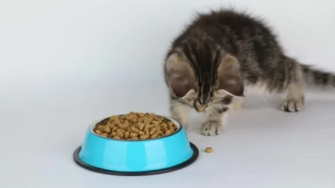 A small brown kitten eats food from a blue cup on a light background Video stock 204953397