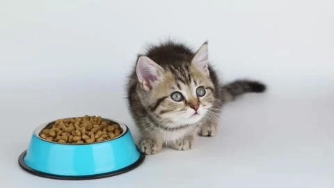 A small brown kitten eats food from a blue cup on a light background Stock Footage 205578684