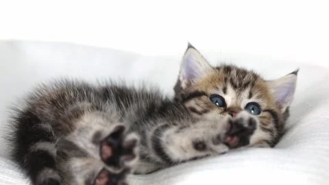 A small brown kitten lies on a light background and yawns Stock-Footage 196371096