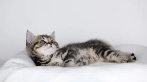 A small brown kitten lies on a light background and licks its lips Stock-Footage 198980804