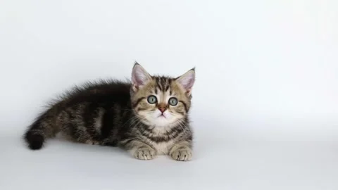 A small brown kitten lies on a light background and looks straight ahead Stock-Footage 203795383
