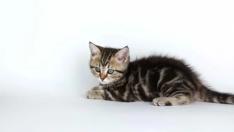 A small brown kitten lies on a light background and looks straight ahead Video stock 203795421