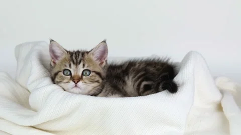 A small brown kitten lies on a light background and looks straight ahead Stockbeeldmateriaal 203795500