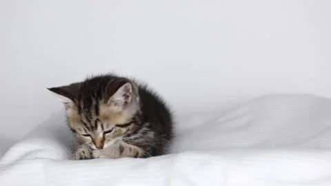 A small brown kitten lies on a light background and licks its paw Stock Footage 204953071