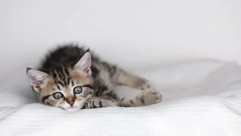 A small brown kitten lies on a light background and looks straight ahead Stock-Footage 226773118