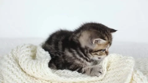 A small brown kitten on a light background gnaws a white scarf 스톡 동영상 196372373