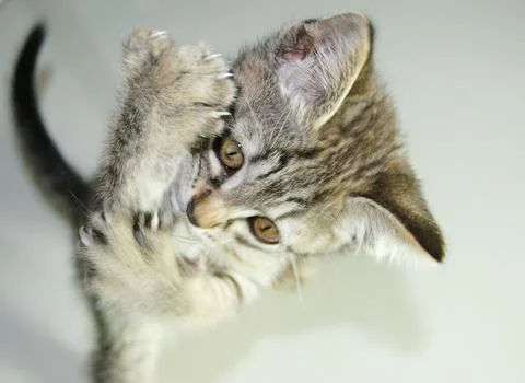 Small brown kitten playing with front paws raised Stock Photos
