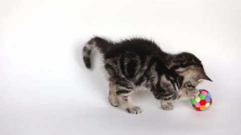 A small brown kitten plays with a ball on a light background Stock Footage 198980847