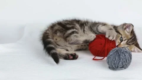 A small brown kitten plays with a ball of thread for knitting Stock-Footage 201130042