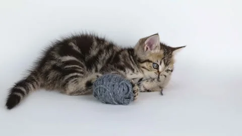 A small brown kitten plays with a ball of gray threads on a light background Vídeos de archivo 201352658