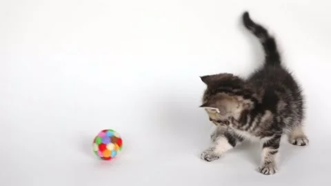 A small brown kitten plays with a ball on a light background Stock Footage 203795310