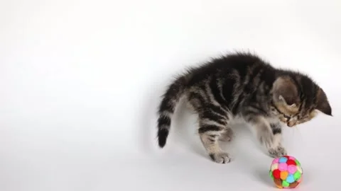 A small brown kitten plays with a ball on a light background 스톡 동영상 204953317