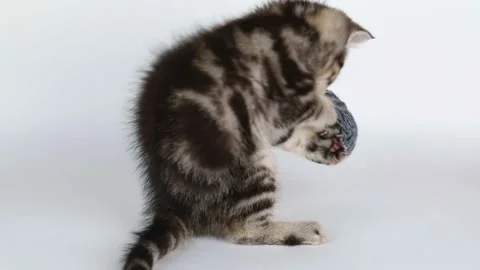 A small brown kitten plays with a ball of gray threads on a light background 스톡 동영상 205578584