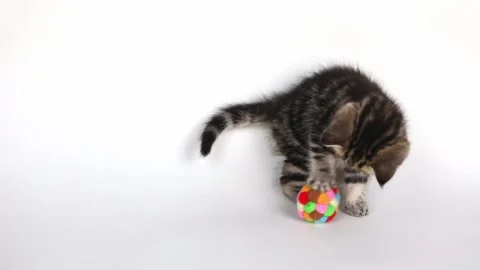 A small brown kitten plays with a colored ball on a light background Stock-Footage 201352579