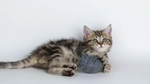 A small brown kitten plays with a gray ball of thread on a light background Video stock 201130043